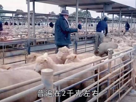 为何南方人不爱吃羊肉?吃羊肉最少的省份,一年人均5两不到?