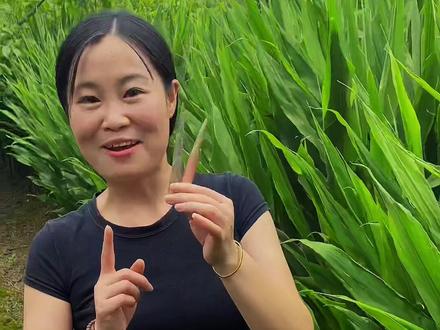 云贵川高山洋荷习惯的人百吃不厌,讨厌它的人避之不及!#洋荷姜#洋姜#郑小树#秭归到处是潮农