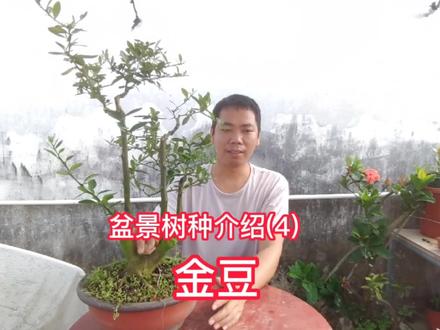 新手盆景树种介绍(4)国家二级保护植物——金豆