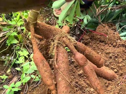 八亿人的主粮,木薯有毒吗 之前的视频被和谐了,只能重发了