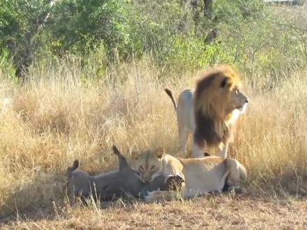 母狮锁喉疣猪蓬蓬,雄狮在后面想打扑克。#神奇动物在抖音 #动物世界 #雄狮 #疣猪