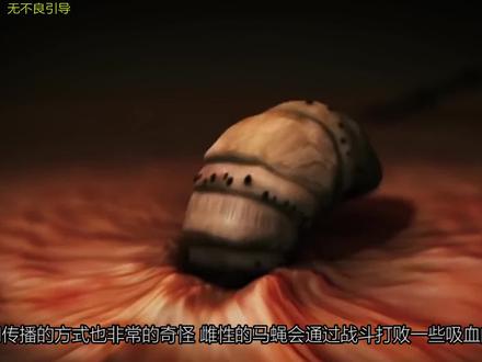 马蝇幼虫怎么钻进人的体内?吸食血肉的它能在人体内变成苍蝇吗 #马蝇 #寄生虫 #涨知识 #昆虫