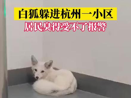 #杭州 一小区内“妲己”出没,离5米就能闻到狐臭味,被抓后吃了一只鸡腿,从哪里来还是个谜……#消防 #白狐