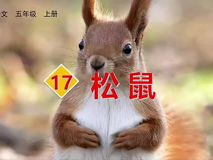 第17课《松鼠》生字视频完整版,预习复习学习好帮手#部编版五年级语文 #五年级上册语文预习#每天跟我涨知识 #小学语文生字 #小学语文生字书写