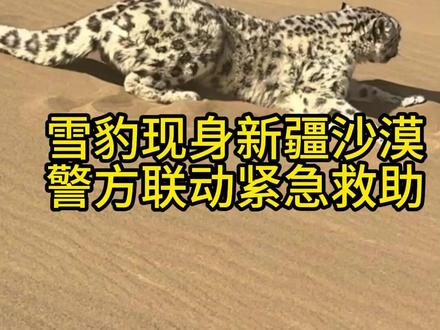 雪豹迷路现身吐鲁番沙漠被救 #雪豹现身新疆沙漠 #雪豹 #沙漠