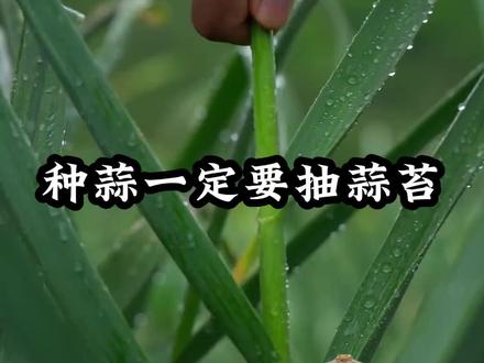 蒜头想要结的大,一定要及时抽蒜苔#种植小技巧 #蒜苔 #种菜