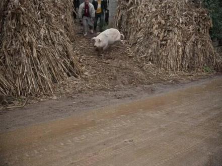 颠覆认知!不用养殖,从动物身上提取组织培养 + 3D 打印就能做出真肉质感的肉制品,南京已实现规模化生产,你能接受吗?#南京农高区#细胞培养肉工厂#环保养殖新方式#科技改变生活#食品安全