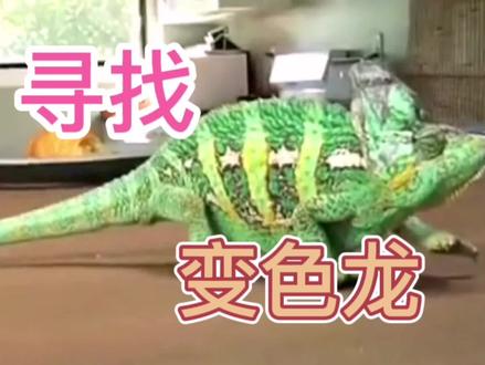 涂色练习——寻找变色龙 #创意美术 #儿童绘画 #少儿美术教育 #少儿美术 #艺术启蒙