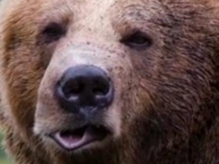 黑熊抓捕野猪 #野生动物零距离 #弱肉强食的动物世界