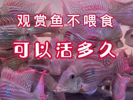 观赏鱼不喂食可以活多久?#养鱼 #观赏鱼 #养鱼知识 #轻松养鱼 #热带鱼 #热带观赏鱼 #鱼