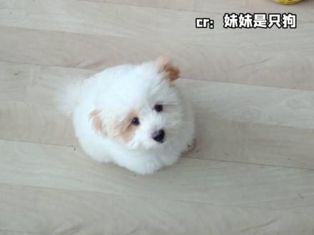 这就是一方有难八方添乱吗哈哈哈哈#娱乐评论大赏 #搞笑 #狗狗