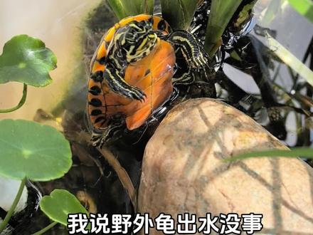 家养龟和野外龟生活习性是一样的#养龟日常 #乌龟出水晒台 #养龟必看 #龟龟🐢 #仿野养龟