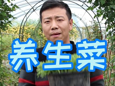 喜欢阳台种花,不如种盆养心菜,可以当绿植观赏,还可以当菜吃,四季都能收!#阳台种菜 #美好创享家