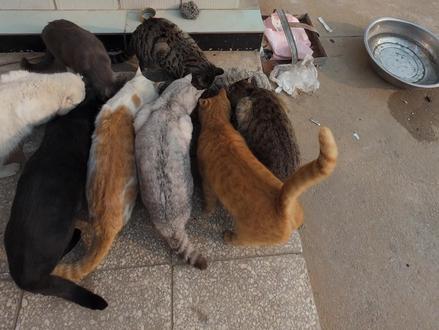 上次的网友说画面太模糊,今天擦了擦镜头这样可以吗 #可爱小猫 #狸猫 #可爱的小猫猫 #田园猫#猫咪视频