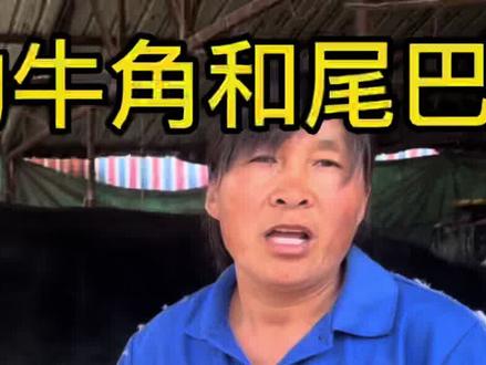 老妈看小牛的牛角和尾巴,就能分辨出这头牛能不能长大 #养牛技术 #养牛人 #养牛致富