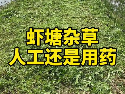 #水产热门 #敖大虾 #小龙虾养殖基地 #敖云飞 #小龙虾养殖 虾塘杂草处理