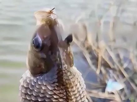这种鱼能吃吗?我看你是真饿了 #科普#科普一下#病鱼