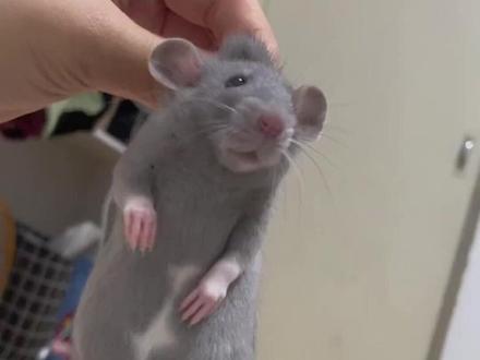 这些动物没毛的反差有多大! 你见过那些?#视觉冲击 #动物的迷惑行为 #神奇动物在抖音 #动物科普