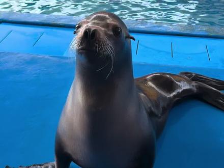 瑞吉宝贝又来了 真棒#海狮 #神奇的动物在抖音 #动物零距离接触 #动物的迷惑行为