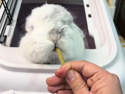 过年带兔兔回家,日常出门必备的航空箱一定要选择结实实用的!!!这个空间很足,有天窗真的很方便!#兔子 #萌宠好物 #航空箱