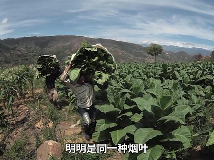 为什么雪茄卖得那么贵?种植制作过程告诉你答案