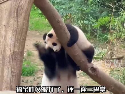 带娃不易、爱宝叹气,原来逼疯优雅的爱女士只需要一个福宝!#福宝 #熊猫 #娱乐 #热门 #娱乐 #爱宝