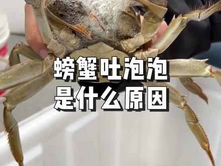 螃蟹吐泡泡是因为螃蟹吸进的空气过多,腮和空气的接触面积大,腮里含有的水分和空气一起吐出,形成无数的泡泡,一般吐泡泡量大的螃蟹活力强,生长比较强健。#固城湖大闸蟹#秋天怎么能少了一顿大闸蟹#秋后的大闸蟹顶盖肥#假期好味这就安排