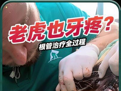 老虎也牙疼?揭秘丛林之王的“根管治疗”全过程 #动物救治 #兽医 #老虎