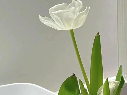 #老福特 #好文分享 《月光的好意》
