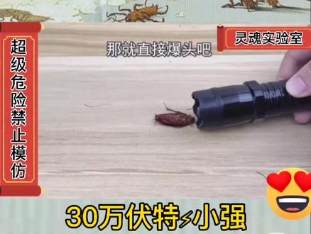 #蟑螂 #实验 #小强 #害虫 #正能量 #回味童年 #打不死的小强 #电击 视频来源于网络歪点子实验室