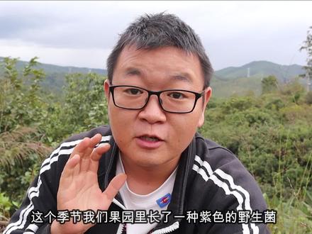 阿飞家果园长了很多紫色蘑菇,摘一盆回家炒肉,拌饭吃香喷喷