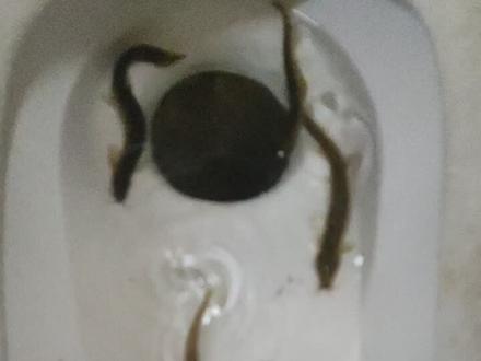 抖音上学的,厕所堵了放泥鳅通!期待效果!