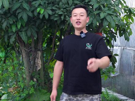 #发财树 也会开花结果哦,你见过发财树的果子吗?#养花匠#家庭养花#室内大盆栽@抖音小助手