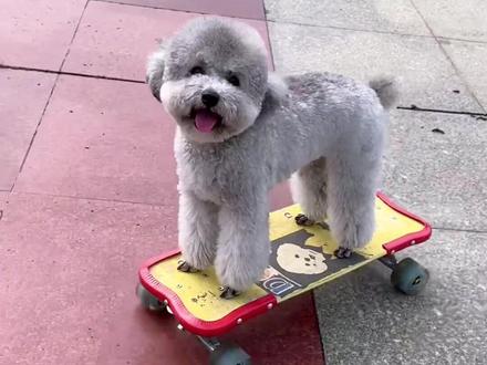 一只小灰灰的蜕变过程#灰泰迪 #萌宠出道计划