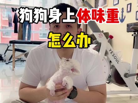 狗狗身上体味很重怎么办#比熊 #柴犬 #萨摩