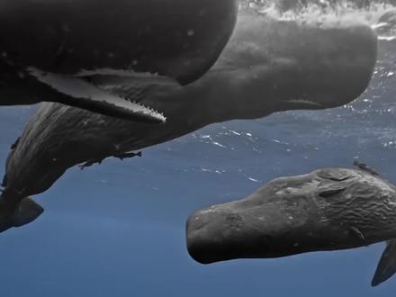 给大家分享九种鲸鱼,太震撼了!#动物世界 #鲸鱼#每日分享@抖音小助手