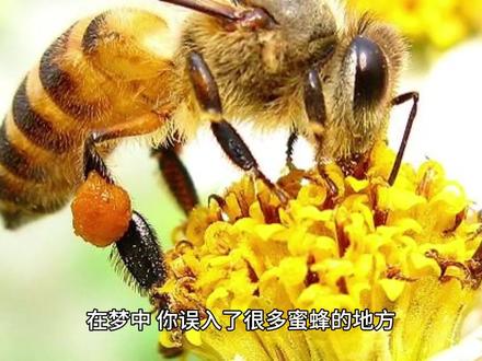 梦见被蜜蜂追着跑 #梦的解析