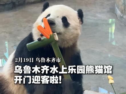 乌鲁木齐水上乐园熊猫馆开门迎客啦! #大熊猫