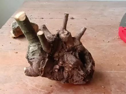 下山一颗榔榆坨坨,分享下山种植过程,聊聊种植榔榆生桩的方法,以及注意事项,方法对了成活率很高#来抖音学盆景 #盆景制作 #老桩 #大自然的馈赠 #榆树