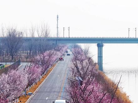 我不信有人有今年的照片!#石家庄桃花岛 #滹沱河艺术生态岛 #石家庄游玩推荐 #石家庄看桃花