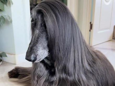 这些动物没毛后的样子,你们见过吗?#神奇动物在抖音 #搞笑 #动物科普