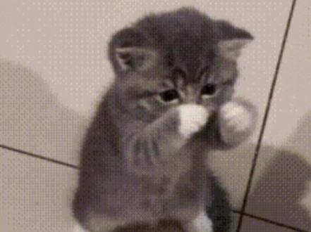 #小猫咪跳舞 #小猫 ,如果咪咪DJ你会爱我吗?