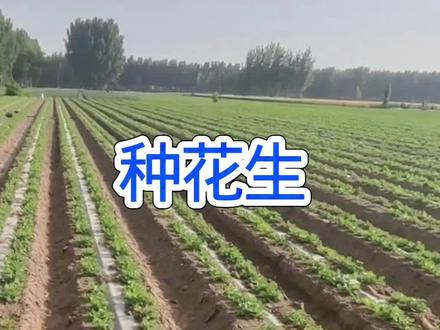 花生出苗15天以后该怎么去管理才能够高产?#花生种植#农业种植#花生高产种植