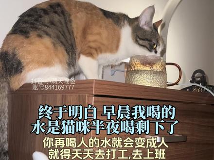 你再喝人的水你就会变成人,就得天天去打工去上班。 通过三花的表情,它应该听明白了。终于明白,早晨起来喝的水原来是猫咪半夜喝剩下的。#小洞天喵爸#洞天福地泰山猫 #猫咪的迷惑行为#搞笑配音#萌宠成精了