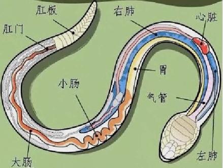 知识分享 打蛇打七寸 #每天跟我涨知识 #知识科普 #蛇🐍 #涨见识