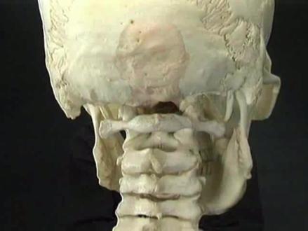 参与运动头部的骨骼 #人体解剖学 #医学生 #医生 #康复 #寰椎 #枢椎 #枕骨 #寰枕关节