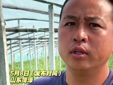 5月8日(发布时间),山东菏泽专业“验瓜师”每天验西瓜4、5万斤,一看二摸三听,三步教你挑一个好西瓜。#山东 #菏泽 #西瓜