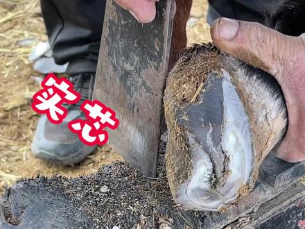 驴蹄严重溃烂多层,主人重金聘请祖传修蹄匠杜师傅,专业修蹄40年
