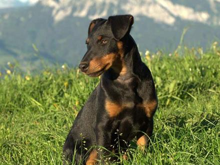 小小身体,却是野战第一名,全能工作狂的德国猎梗来咯~
#萌宠 #狗狗 #德国猎梗 #野战 #狗是人类最忠诚的朋友