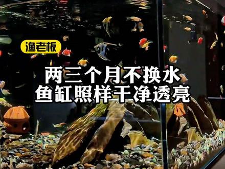 就算两三个月不换水,鱼缸照样干净透亮,鱼儿活得健康又活跃!#硝化细菌 #鱼缸水不清 #鱼缸发白 #鱼缸水发白雾蒙蒙的
